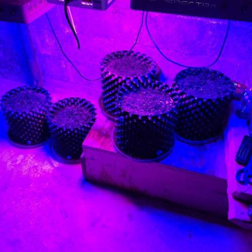 CopyCat Applez & Bananaz S1 grow journal by BogusMonkey GrowDiaries
