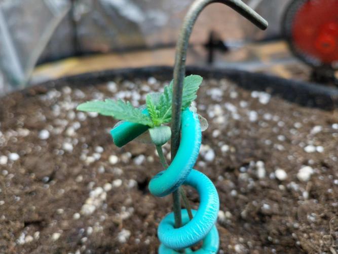 Oeuf-coktail. Week 1 - 14/10