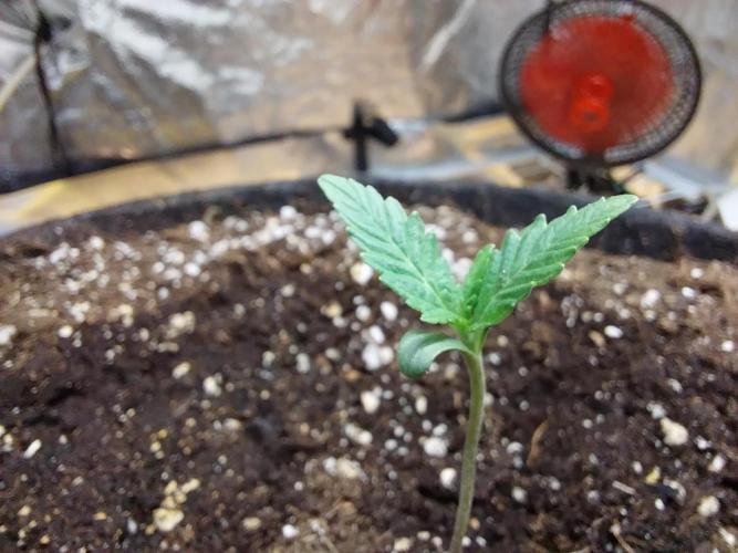 Oeuf-coktail. Week 1 - 15/10