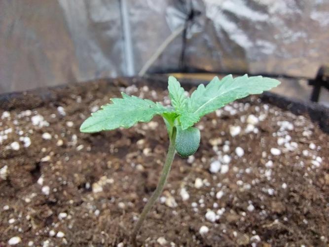 Oeuf-coktail. Week 1 - 16/10