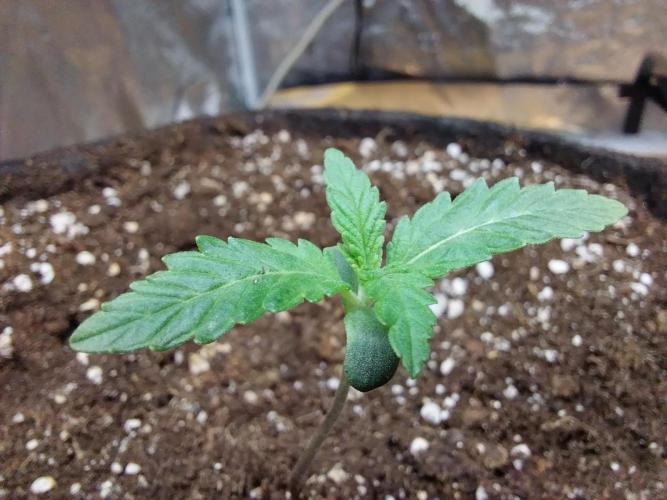 Oeuf-coktail. Week 1 - 17/10