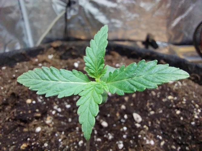 Oeuf-coktail. Week 1 - 18/10