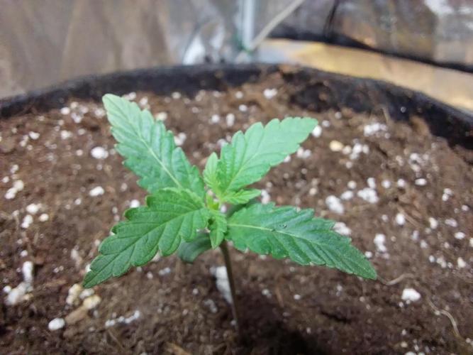 Oeuf-coktail. Week 1 - 19/10