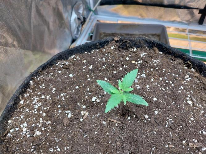 Oeuf-coktail. Week 1 - 20/10