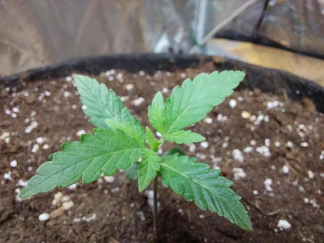 Oeuf-coktail. Week 1 - 20/10