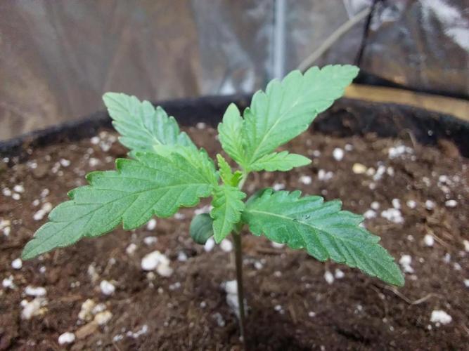 Oeuf-coktail. Week 1 - 20/10