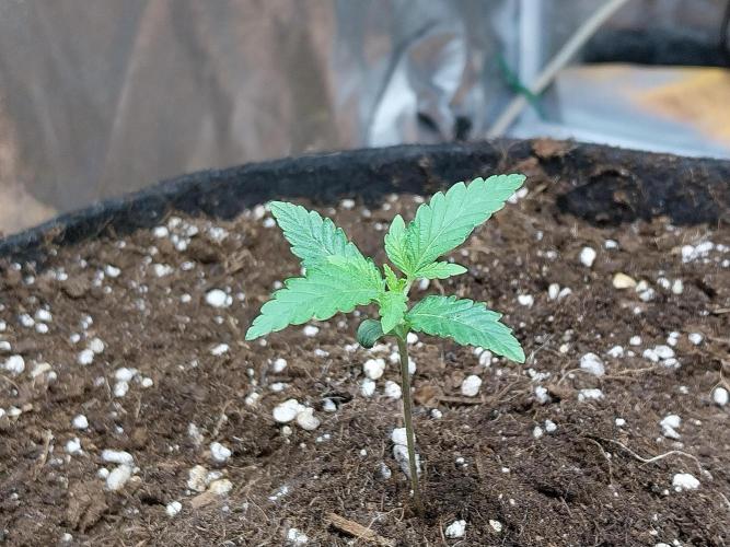 Oeuf-coktail. Week 1 - 20/10