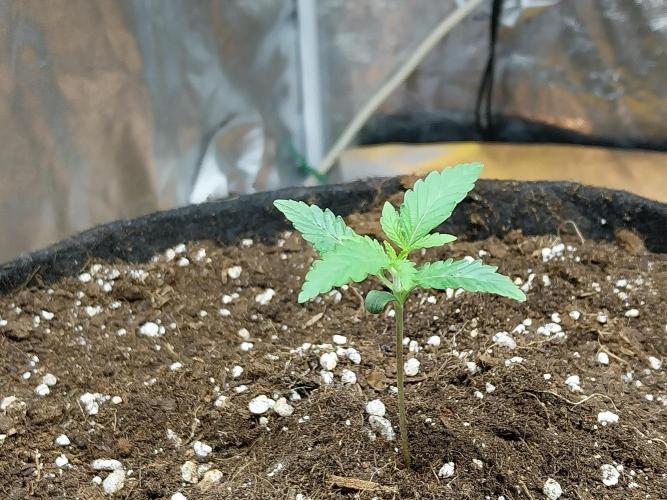 Oeuf-coktail. Week 1 - 20/10