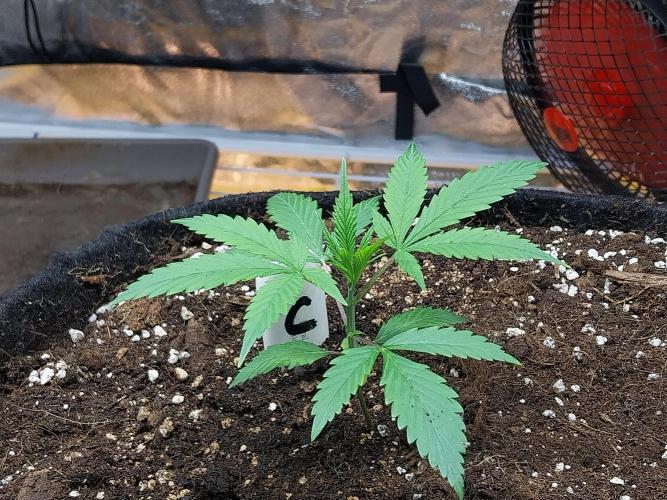 Poudraufou. Week 4 - 20/10