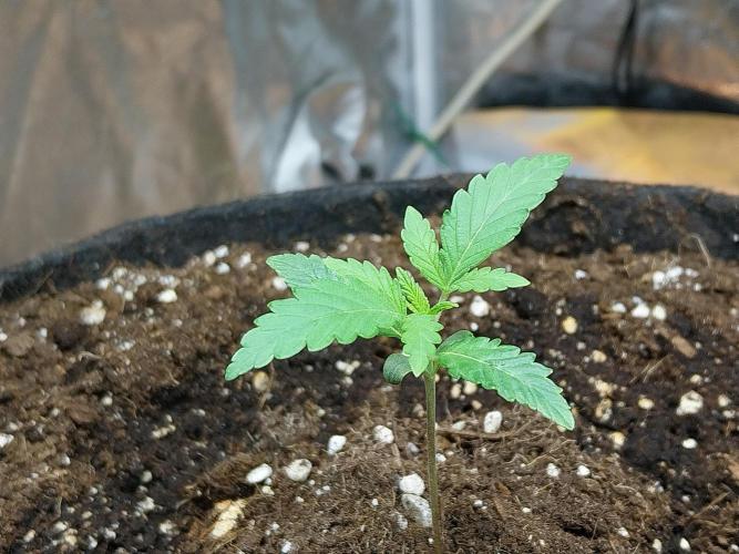 Oeuf-coktail. Week 2 - 21/10