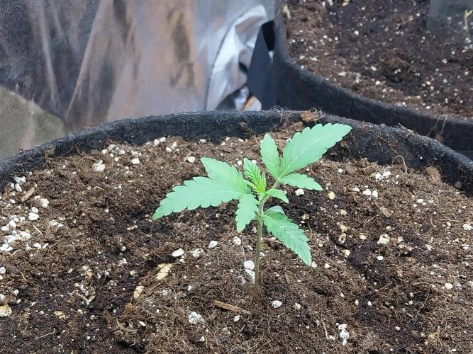 Oeuf-coktail. Week 2 - 22/10