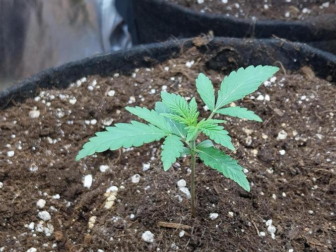 Oeuf-coktail. Week 2 - 23/10