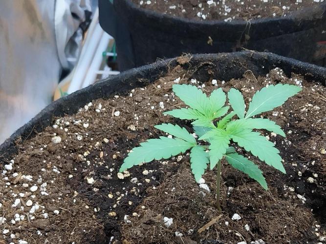 Oeuf-coktail. Week 2 - 25/10