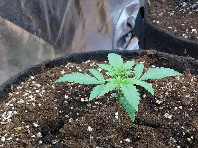 Oeuf-coktail. Week 2 - 26/10