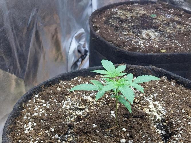 Oeuf-coktail. Week 2 - 27/10