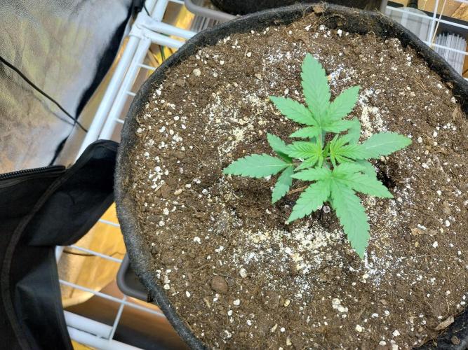 Oeuf-coktail. Week 2 - 27/10