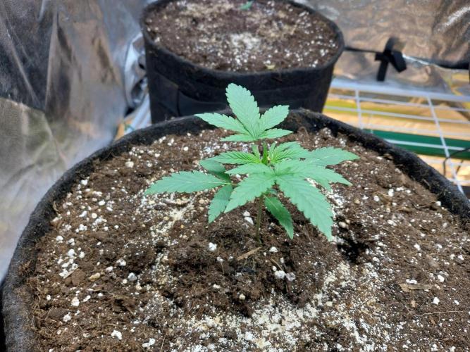 Oeuf-coktail. Week 2 - 27/10