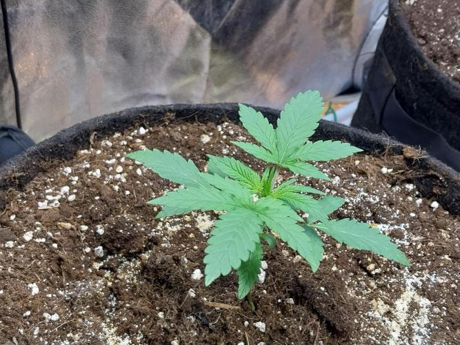 Oeuf-coktail. Week 2 - 27/10