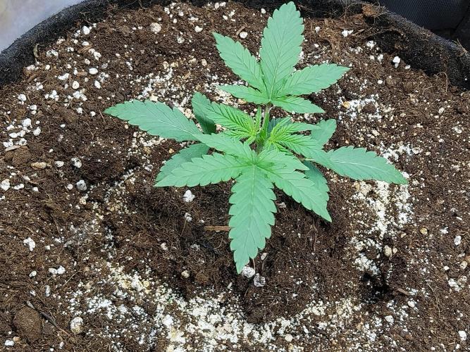 Oeuf-coktail. Week 2 - 27/10