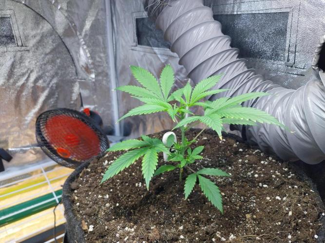 Poudraufou. Week 5 - 27/10