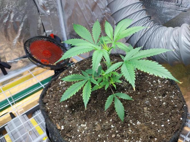 Poudraufou. Week 5 - 28/10