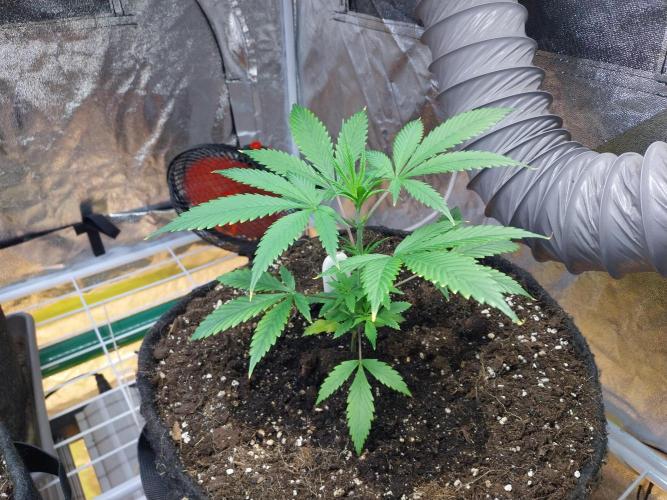 Poudraufou. Week 5 - 30/10