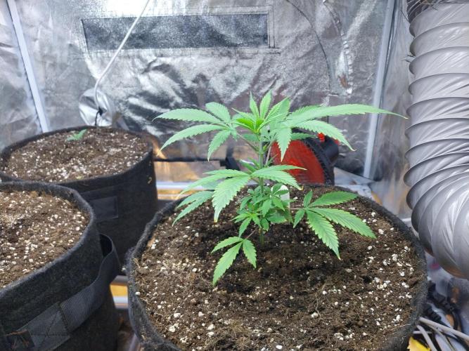 Poudraufou. Week 5 - 31/10