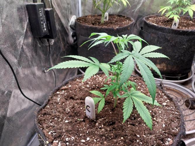 Poudraufou. Week 5 - 01/11