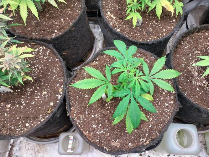 Poudraufou. Week 5 - 02/11