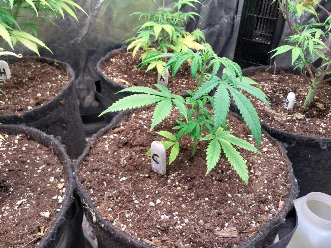 Poudraufou. Week 5 - 02/11