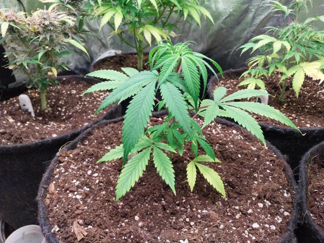 Poudraufou. Week 5 - 02/11