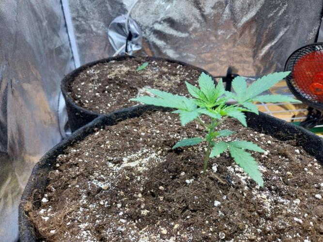 Oeuf-coktail. Week 3 - 28/10