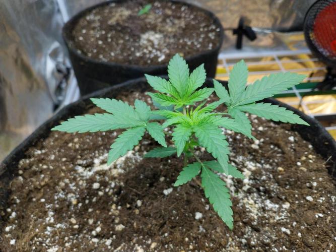 Oeuf-coktail. Week 3 - 29/10