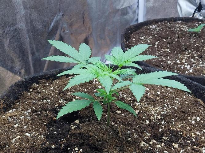 Oeuf-coktail. Week 3 - 30/10