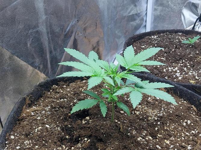 Oeuf-coktail. Week 3 - 31/10