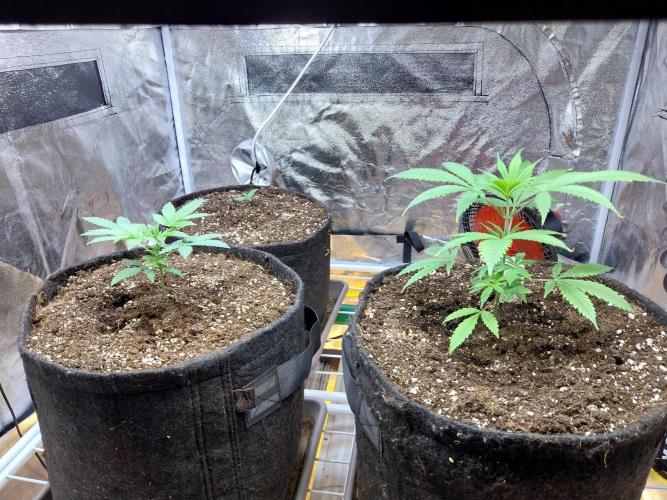 Oeuf-coktail. Week 3 - 31/10