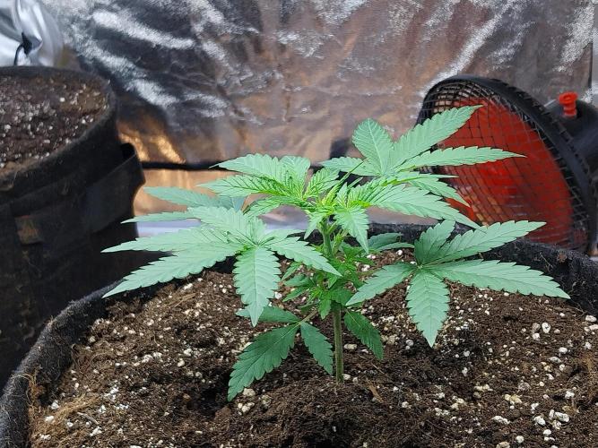 Oeuf-coktail. Week 3 - 01/11