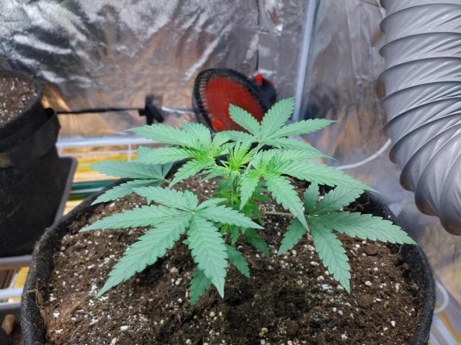 Oeuf-coktail. Week 3 - 02/11