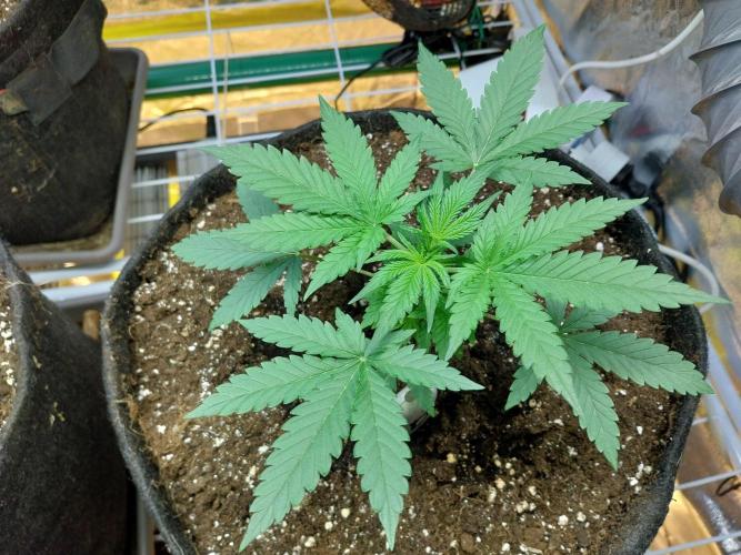 Oeuf-coktail. Week 3 - 03/11