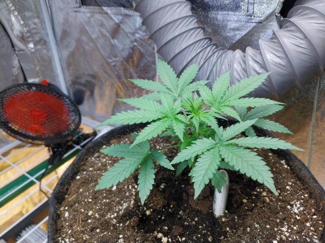 Oeuf-coktail. Week 3 - 03/11 