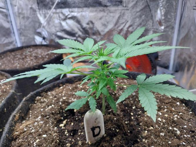 Oeuf-coktail. Week 3 - 03/11