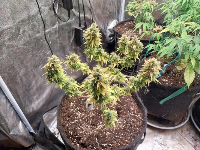 survivante. Week 12 - 29/10