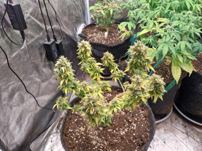 survivante. Week 12 - 30/10