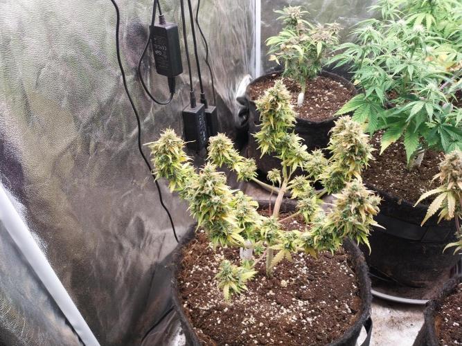 survivante. Week 12 - 31/10