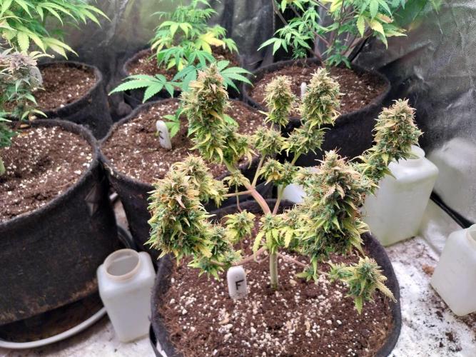 survivante. Week 12 - 02/11