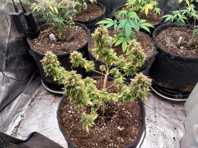 survivante. Week 12 - 03/11