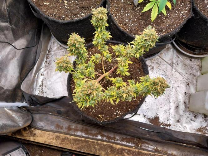 survivante. Week 12 - 04/11