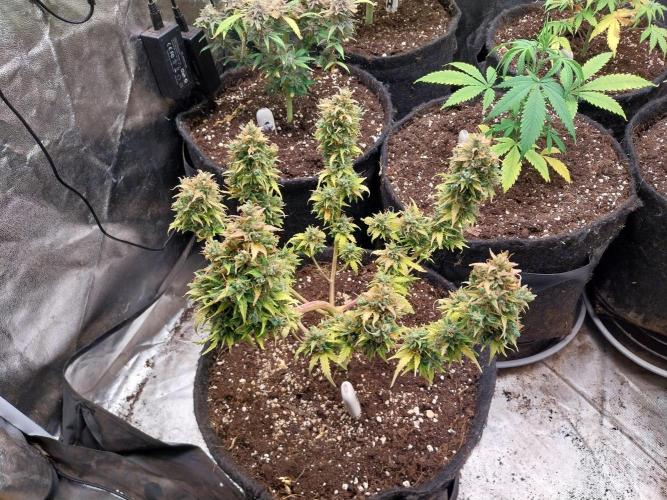 survivante. Week 12 - 04/11