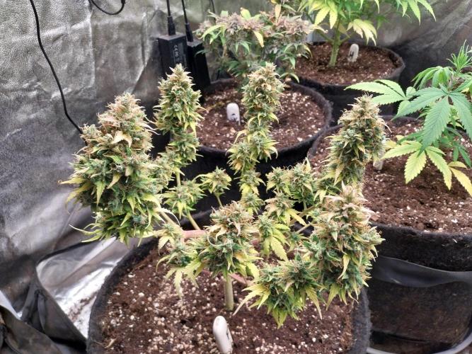 survivante. Week 12 - 04/11