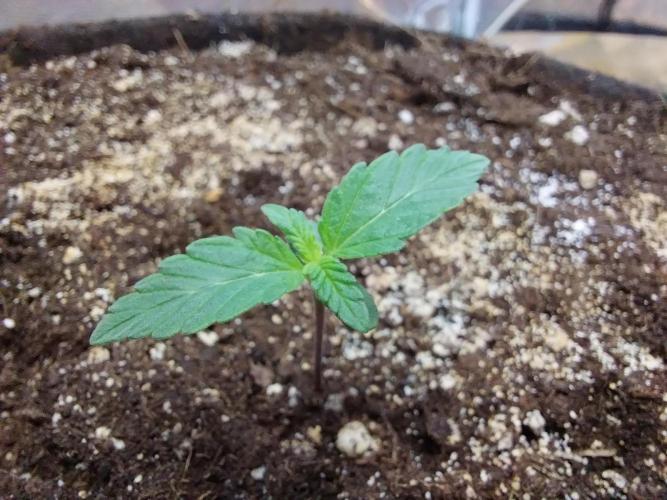 Blanchette. Week 1 - 29/10